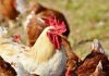 Norfolk Poultry Plant Outbreak Makes Hundreds Go Into Self-Isolation Norfolk Poultry Plant Outbreak
