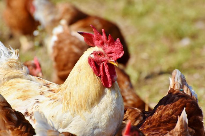 Norfolk Poultry Plant Outbreak
