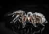 6 Interesting Facts You Should Know About Tarantulas Tarantulas spider