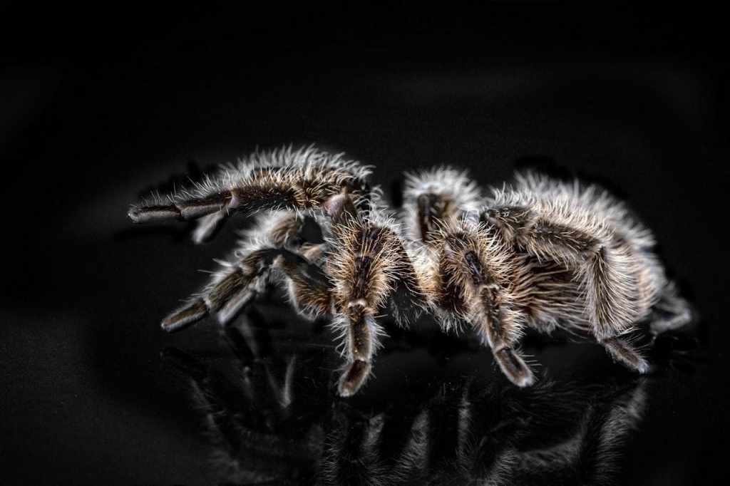 Tarantulas spider