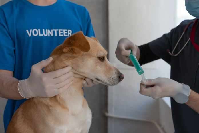Coronavirus Vaccine for Animals First Registered by Russia