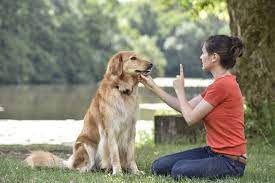 Benefits of Dog Training Classes