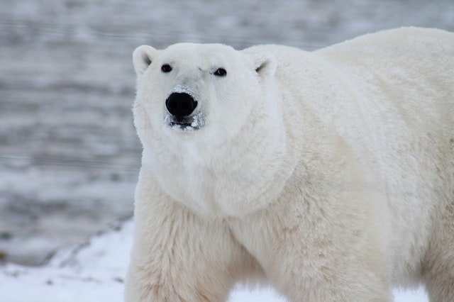 Polar Bear Adaptations