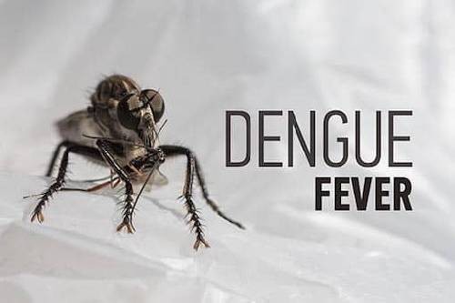 Best Food to Increase Platelets in Dengue