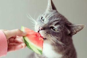 What Fruits Can Cats Eat