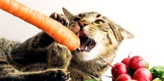 What Fruits Can Cats Eat What Fruits Can Cats Eat