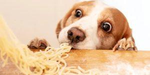 Can Dogs Have Pasta