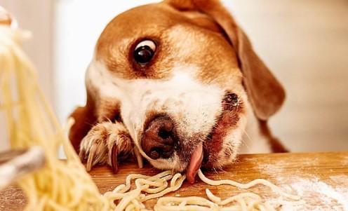 Can Dogs Have Pasta