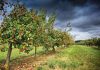 Best Fruit Trees for Beginners